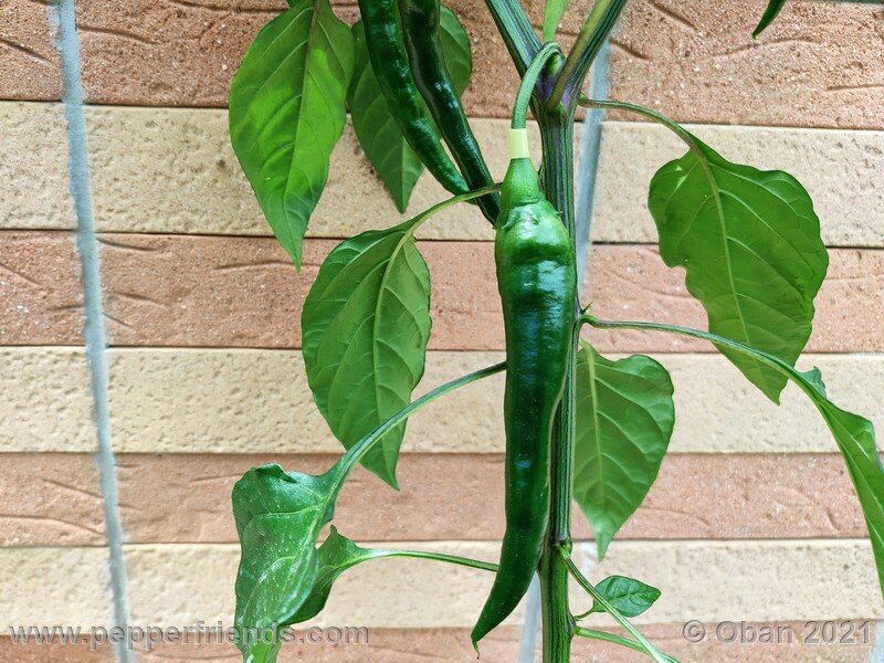 joe-s-long-cayenne-orange_001_frutto_04.jpg