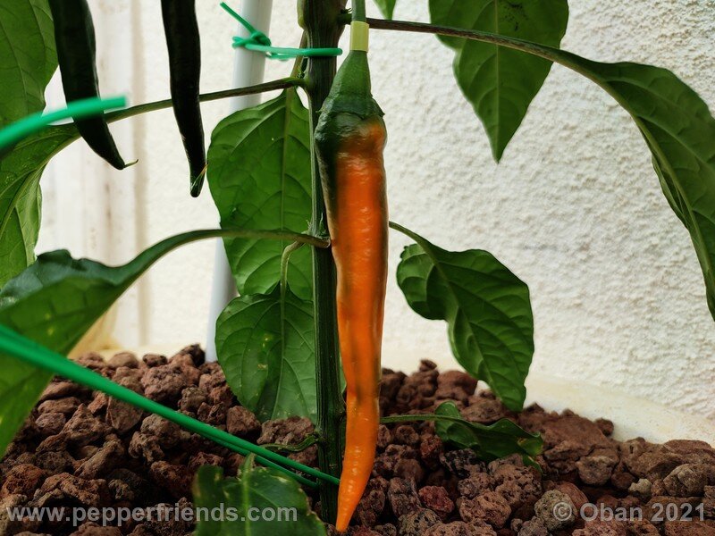 joe-s-long-cayenne-orange_001_frutto_10.jpg