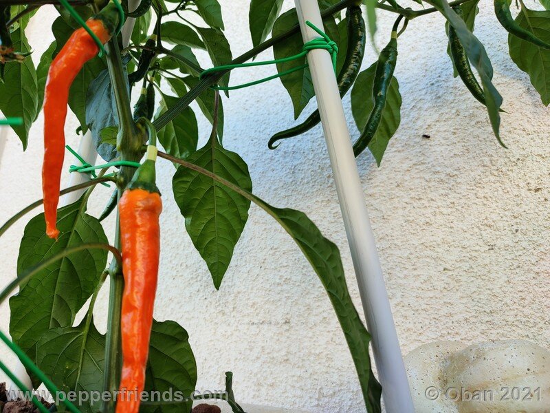 joe-s-long-cayenne-orange_001_frutto_11.jpg