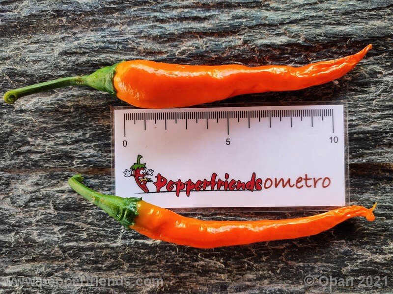 joe-s-long-cayenne-orange_001_frutto_12.jpg