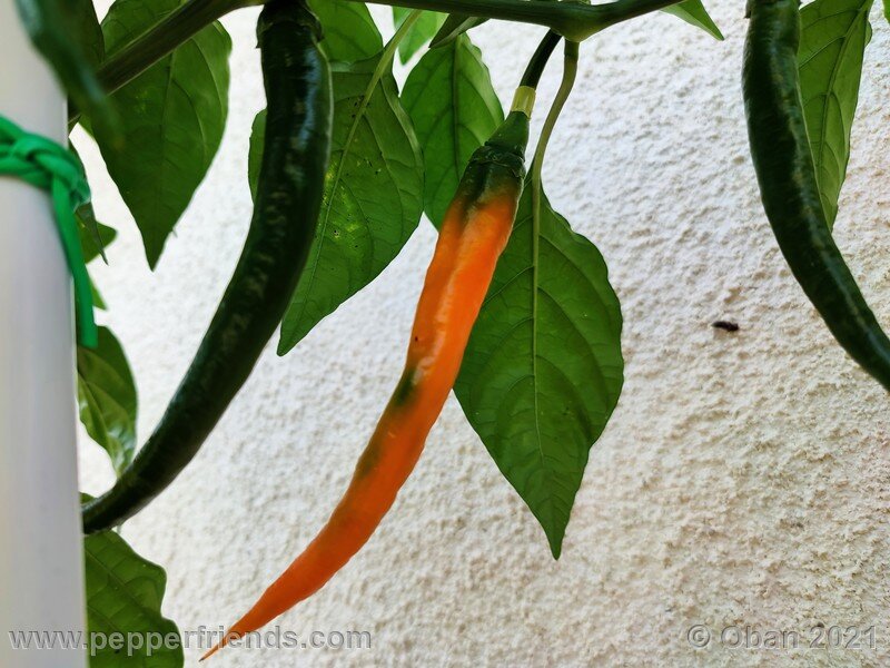 joe-s-long-cayenne-orange_001_frutto_13.jpg