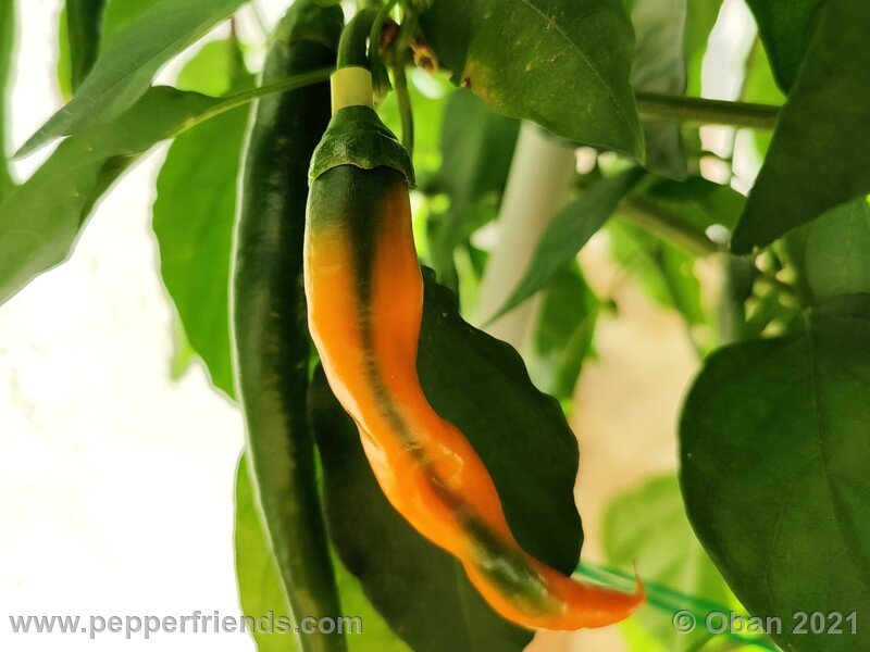 joe-s-long-cayenne-orange_001_frutto_20.jpg