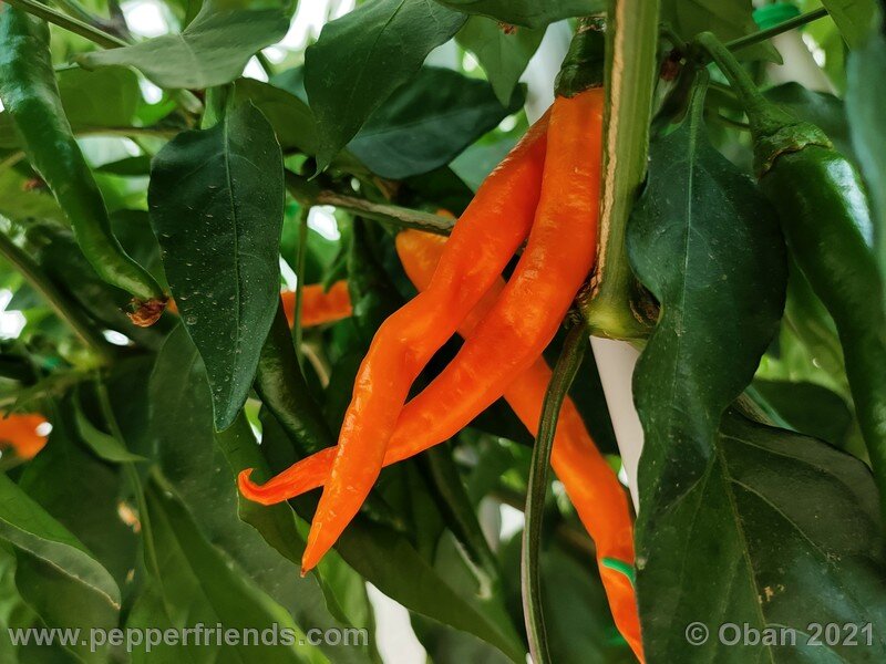 joe-s-long-cayenne-orange_001_frutto_21.jpg