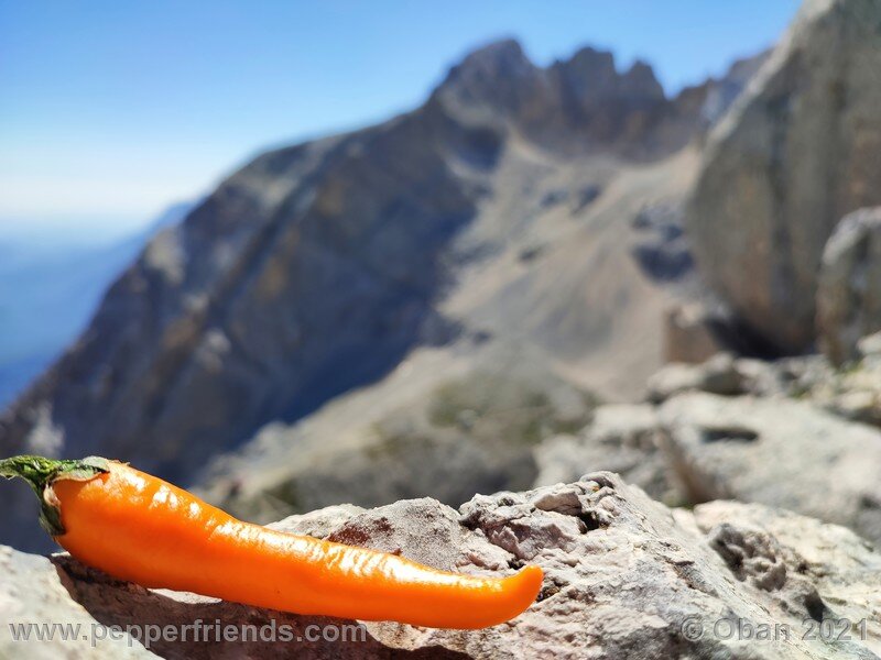 joe-s-long-cayenne-orange_001_frutto_23.jpg