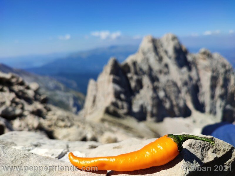 joe-s-long-cayenne-orange_001_frutto_25.jpg