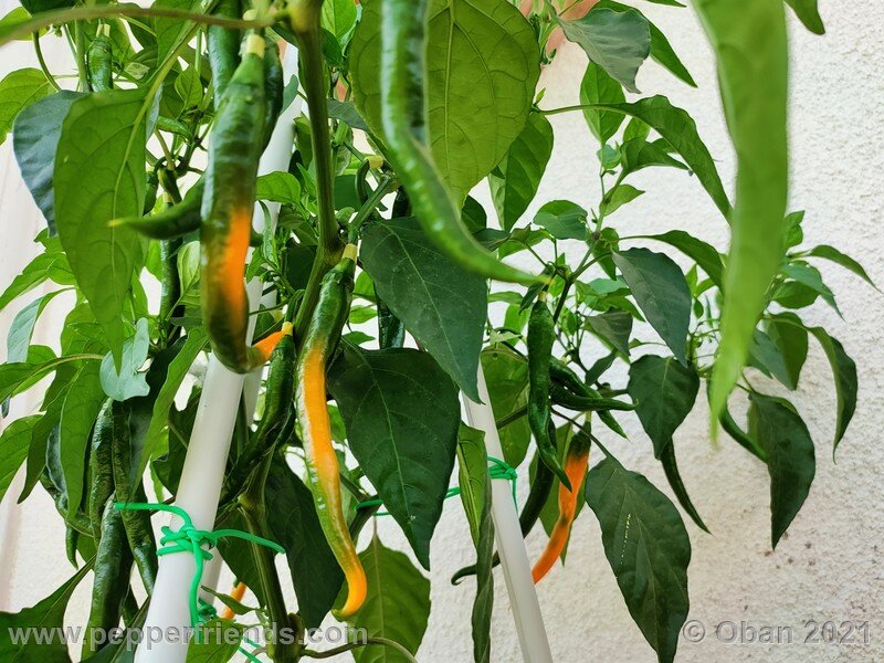 joe-s-long-cayenne-orange_001_pianta_04.jpg