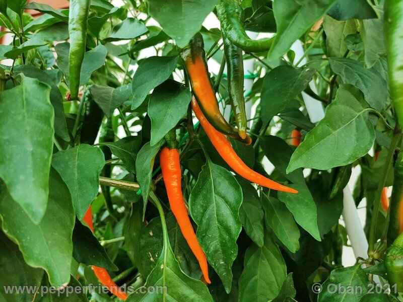 joe-s-long-cayenne-orange_001_pianta_06.jpg