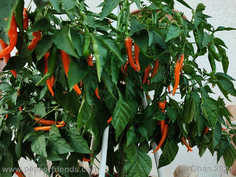 joe-s-long-cayenne-orange_001_pianta_07.jpg