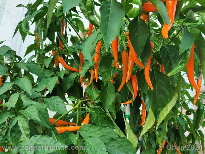 joe-s-long-cayenne-orange_001_pianta_09.jpg