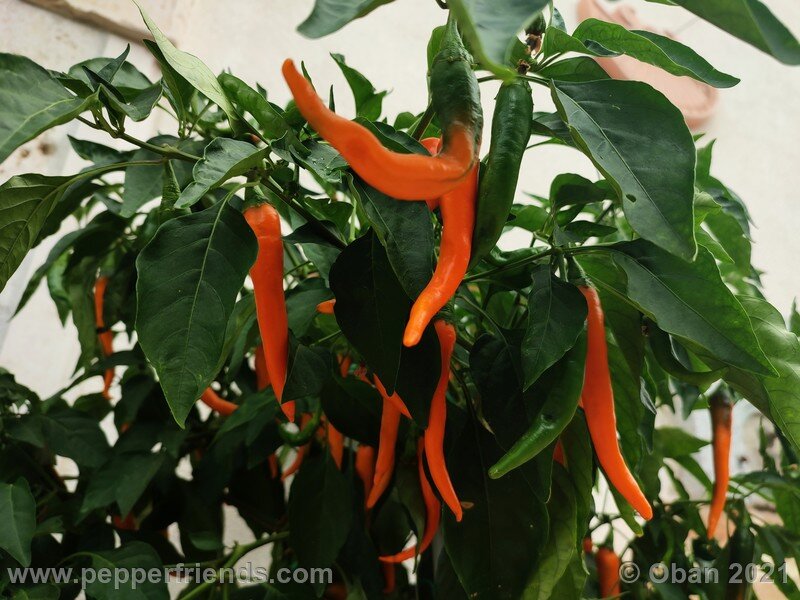 joe-s-long-cayenne-orange_001_pianta_10.jpg