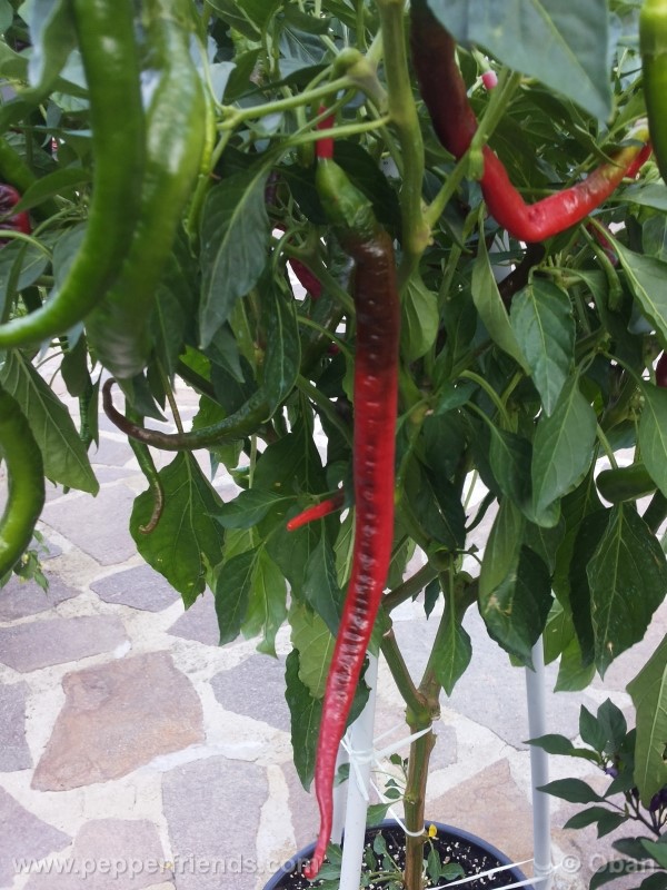 joeslong-cayenne_002_pianta_38.jpg