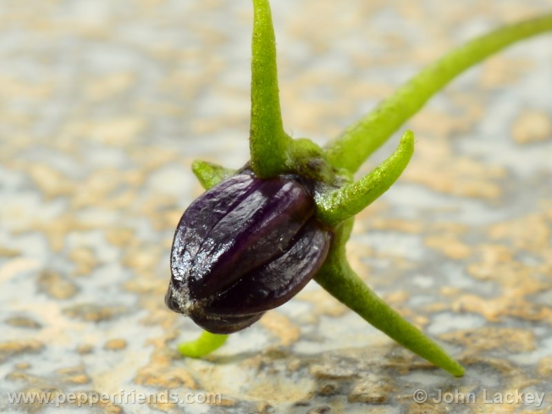 lanceolatum_002_fiore_03.jpg