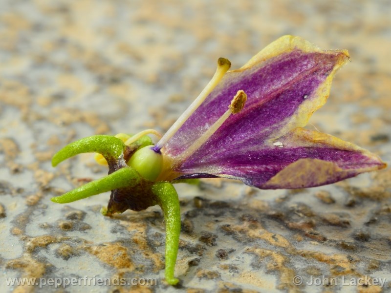 lanceolatum_002_fiore_04.jpg