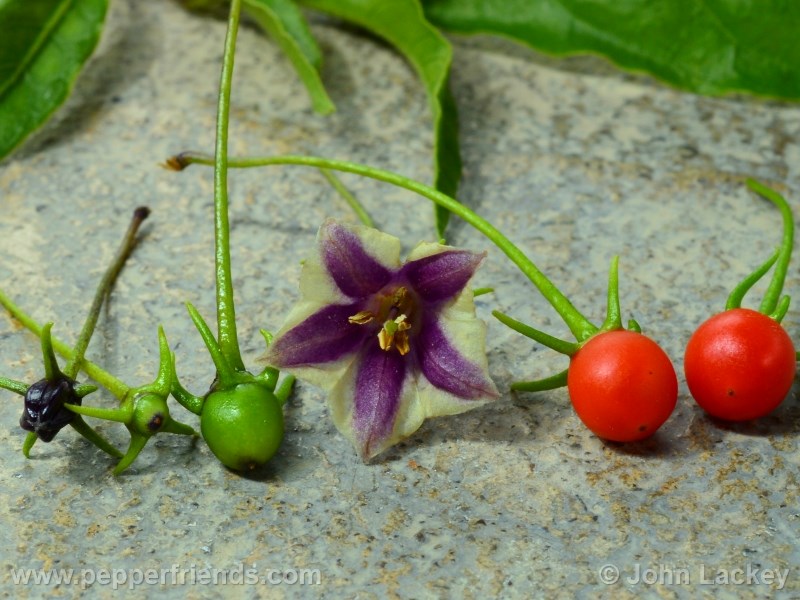 lanceolatum_002_fiore_05.jpg