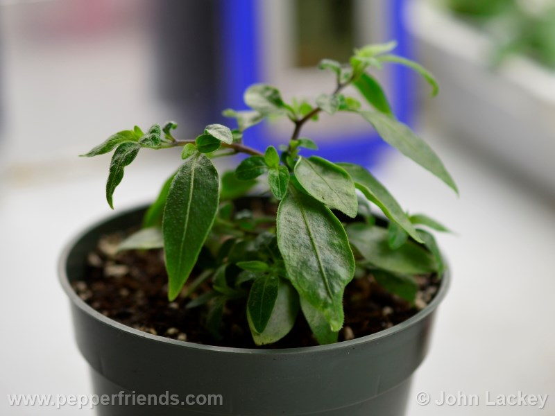 lanceolatum_002_pianta_01.jpg