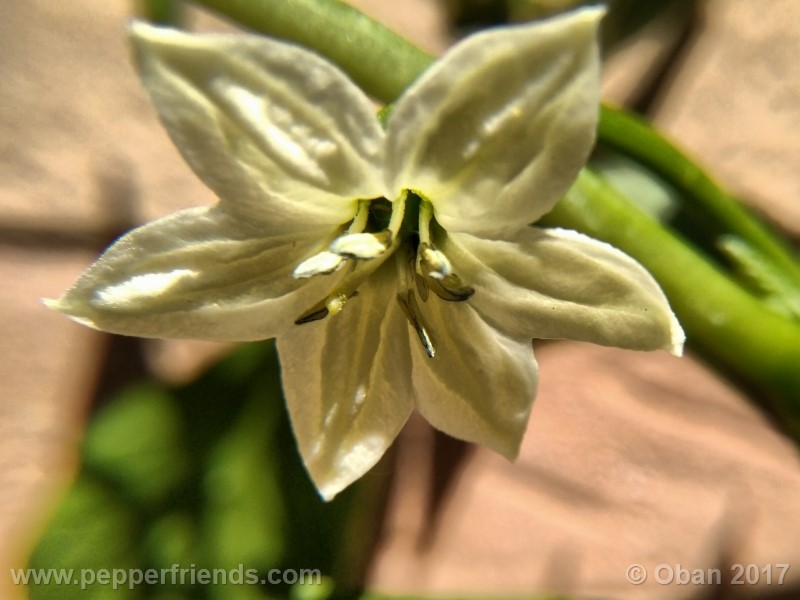 lazzaretto-abruzzese_001_fiore_02.jpg