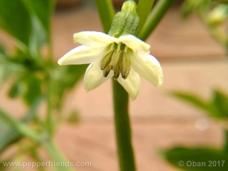 lazzaretto-abruzzese_001_fiore_03.jpg