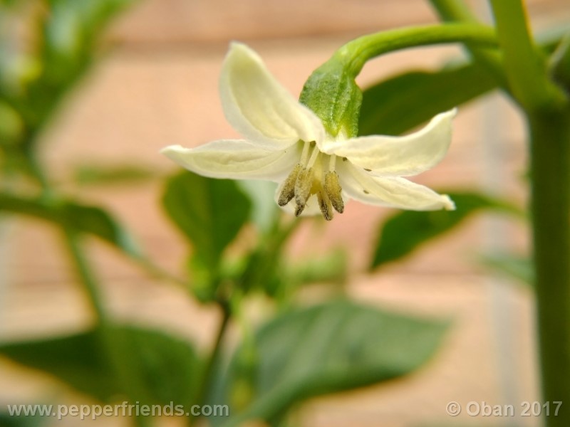 lazzaretto-abruzzese_001_fiore_04.jpg