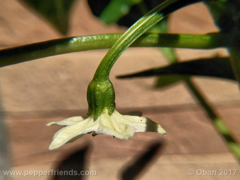 lazzaretto-abruzzese_001_fiore_05.jpg