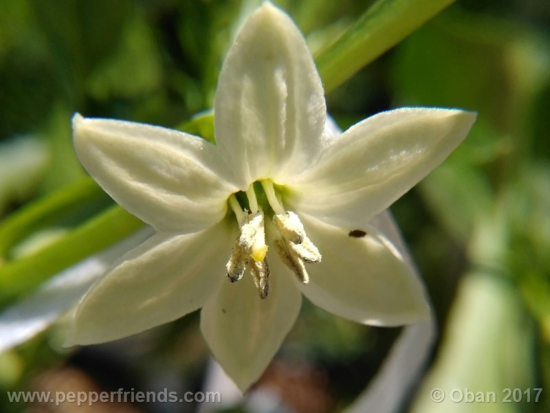 lazzaretto-abruzzese_001_fiore_07.jpg