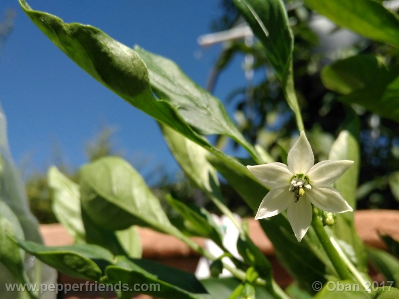 lazzaretto-abruzzese_001_fiore_08.jpg