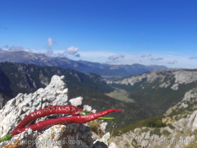 lazzaretto-abruzzese_004_frutto_16.jpg