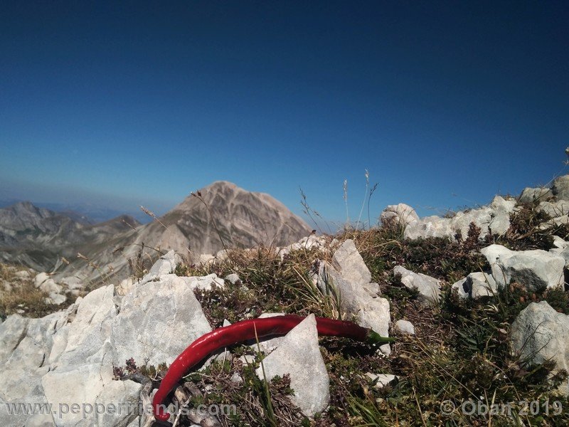 lazzaretto-abruzzese_004_frutto_20.jpg