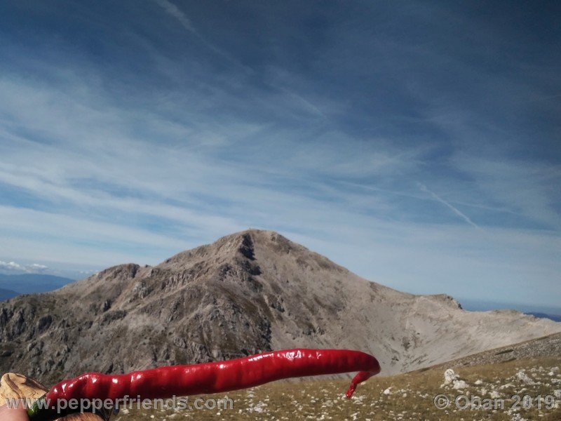 lazzaretto-abruzzese_004_frutto_38.jpg