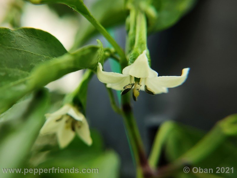 lazzaretto-abruzzese_005_fiore_01.jpg