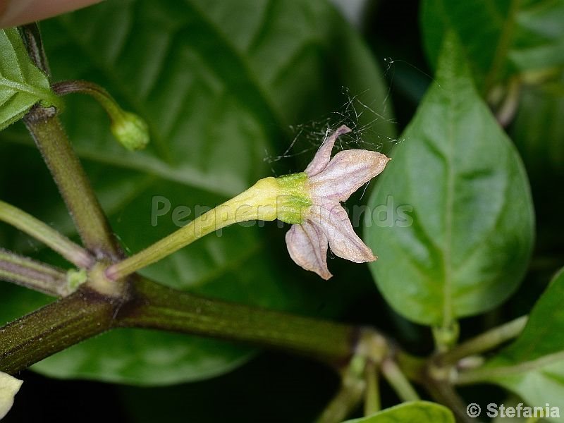 maldivian-rosa_001_fiore_02.jpg