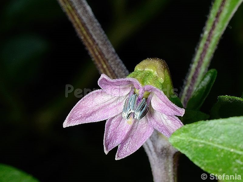 maldivian-rosa_001_fiore_04.jpg