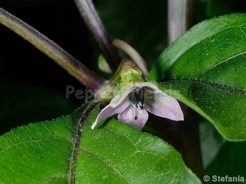 maldivian-rosa_001_fiore_05.jpg