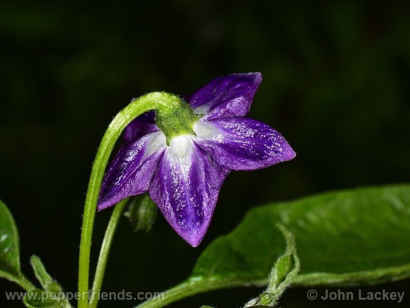 mini-yellow-rocoto_001_fiore_03.jpg