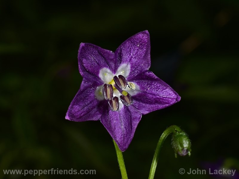 mini-yellow-rocoto_001_fiore_04.jpg