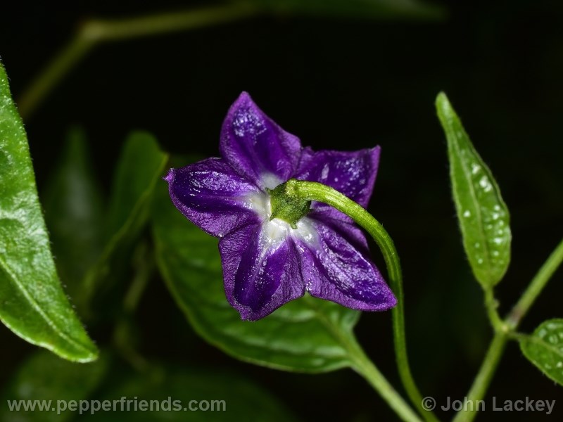 mini-yellow-rocoto_001_fiore_05.jpg