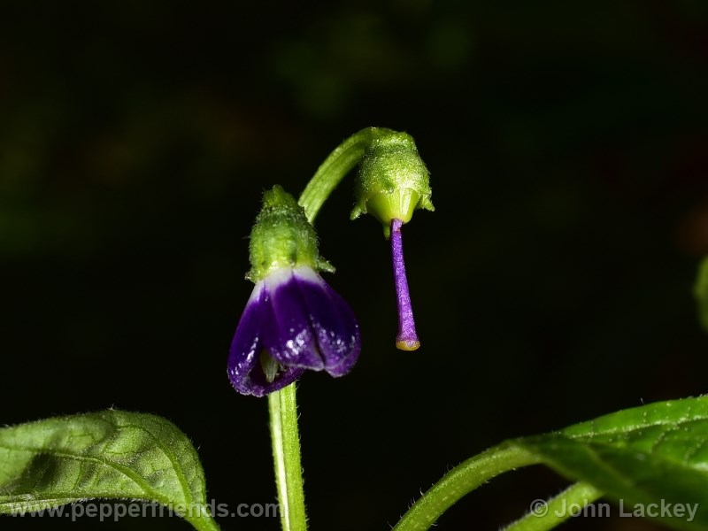 mini-yellow-rocoto_001_frutto_01.jpg