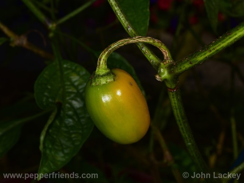 mini-yellow-rocoto_001_frutto_02.jpg