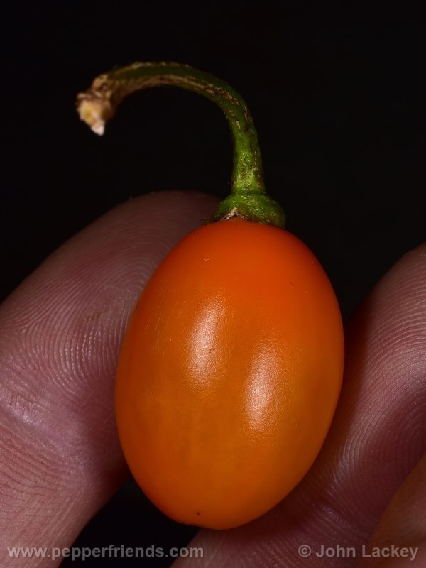 mini-yellow-rocoto_001_frutto_03.jpg