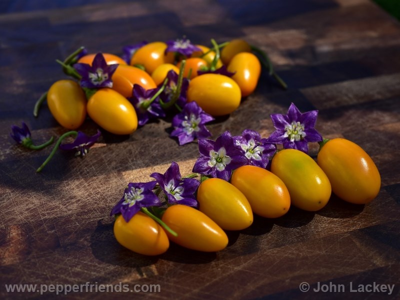 mini-yellow-rocoto_001_frutto_05.jpg