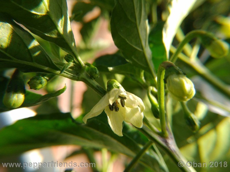 naga-morich-cappuccino_001_fiore_03.jpg