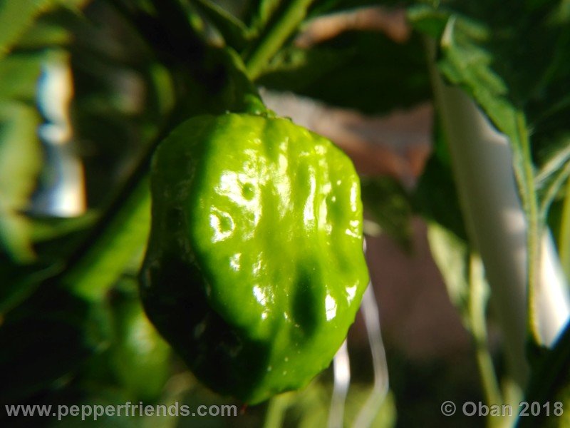 naga-morich-cappuccino_001_frutto_05.jpg