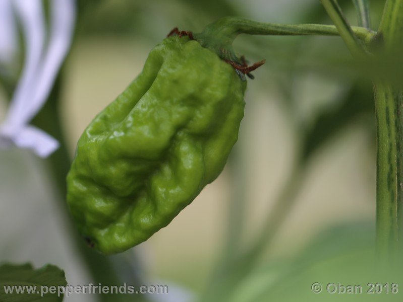 naga-morich-cappuccino_001_frutto_10.jpg