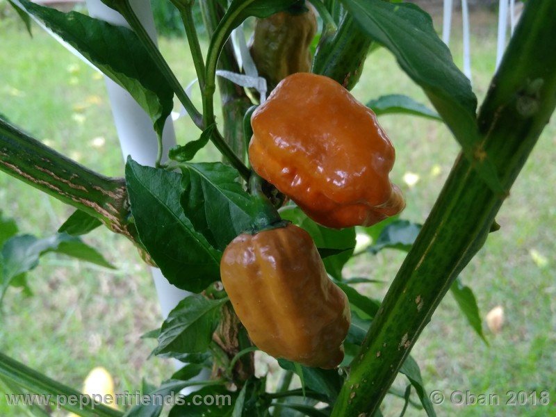 naga-morich-cappuccino_001_frutto_17.jpg