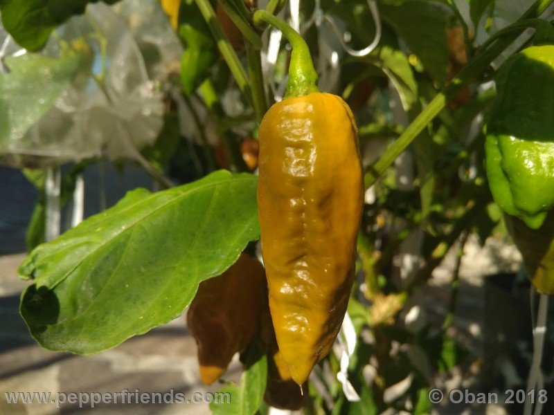 naga-morich-cappuccino_001_frutto_22.jpg