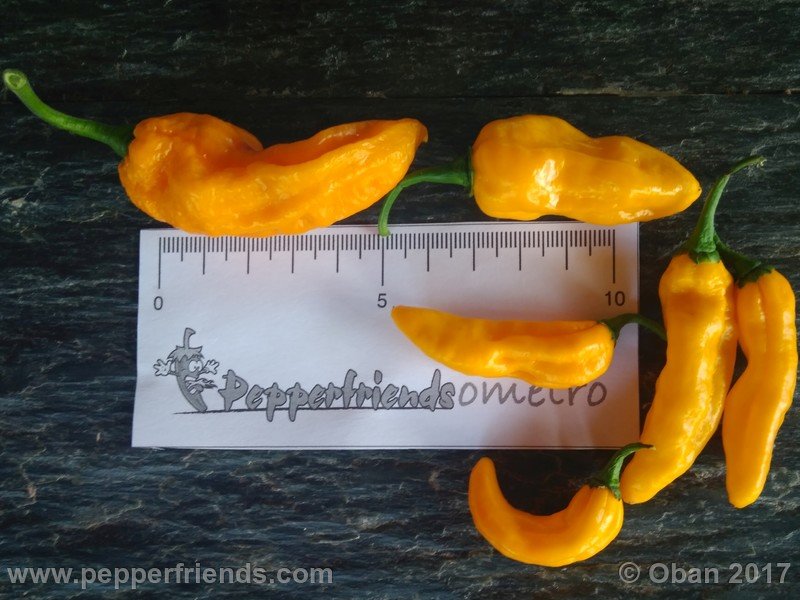 naga-morich-yellow_002_frutto_01.jpg