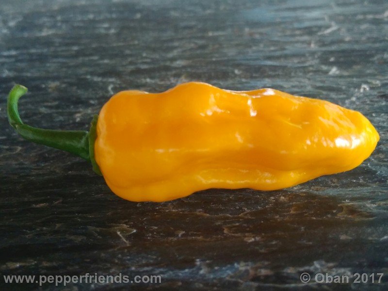 naga-morich-yellow_002_frutto_02.jpg