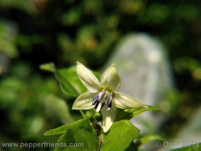 naga-myanmar_003_fiore_02.jpg