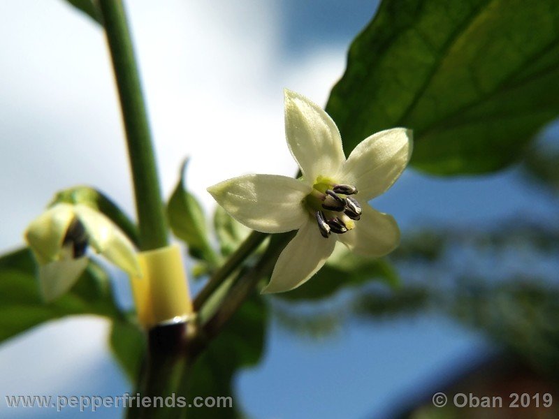 naga-myanmar_003_fiore_03.jpg