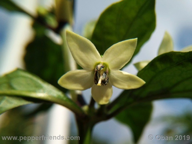 naga-myanmar_003_fiore_04.jpg