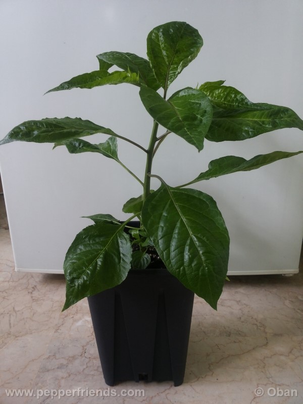 naga-morich_004_pianta_05.jpg